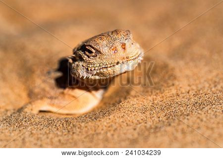 Close Up Head Of Spotted Toad-headed Agama Or Phrynocephalus Maculatus With Its Body Buried In Sand 