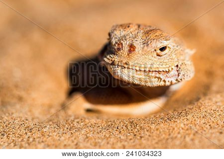 Close Up Head Of Spotted Toad-headed Agama Or Phrynocephalus Maculatus With Its Body Buried In Sand 
