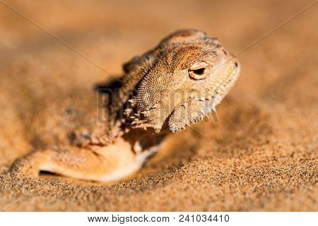 Close Up Head Of Spotted Toad-headed Agama Or Phrynocephalus Maculatus With Its Body Buried In Sand 