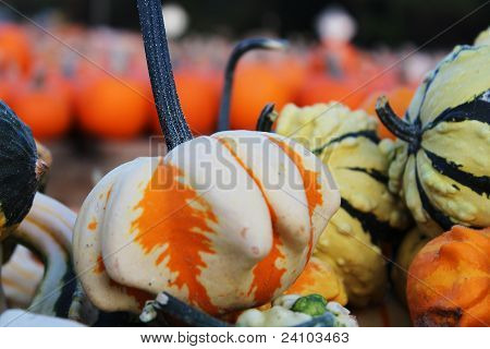 Calabazas decorativas coloridas