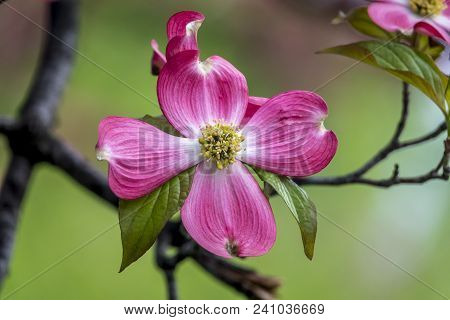 Cornus Is A Genus Of Woody Plants In The Family Cornaceae, Commonly Known As Dogwoods