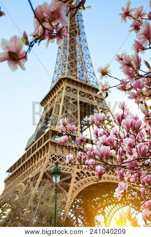 Blossoming Magnolia Against The Background Of The Eiffel Tower