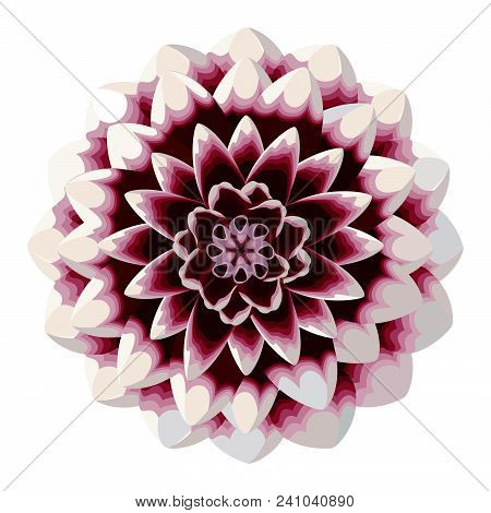 Beautiful Dahlia Flower Blossom Isolated On White Background. Colorful Georgina Nature Vector Illust