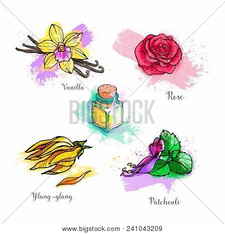 Hand Drawing Illustration, A Set Of Different Essential Aromatic Oils In The Bottles, Rose, Patchoul