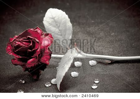 rote rose