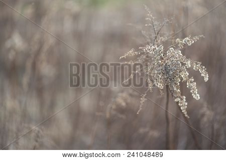 Flowers Grass Dead Wood In The Spring Natural Background