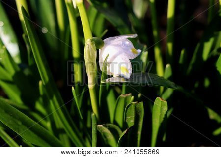 A Beautiful Bloom Of Leucojum Vernum Between Grass In The Garden