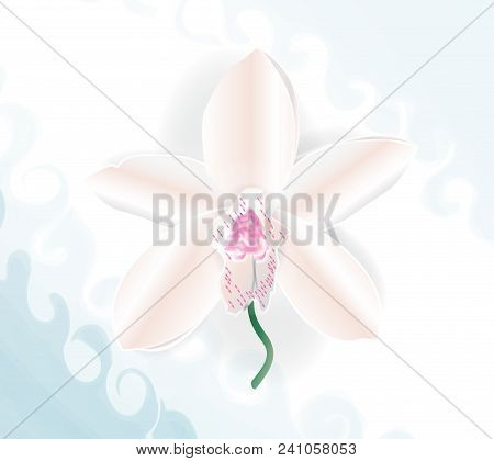 Detail Orchid Beautiful Flower Vector With Background