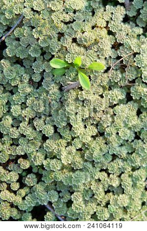 Moss Marchantia In The Swamp. Background Of Green Moss.