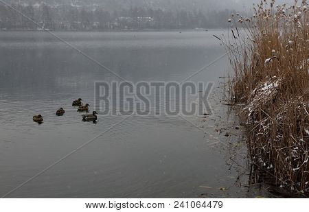 Family Of Ducks Swim In The Cold Lake Waters In Winter