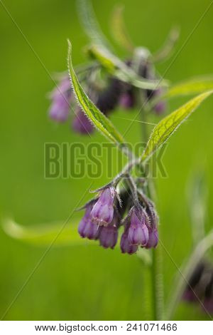 Campanula Is A Large Family Of Dicotyledonous Plants With The Most Commonly Five-part Funnel Or Bell