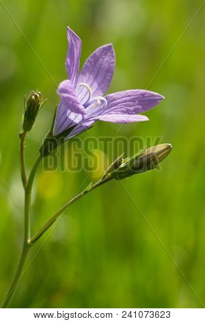 Campanula Is A Large Family Of Dicotyledonous Plants With The Most Commonly Five-part Funnel Or Bell