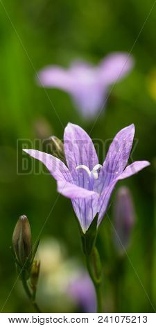 Campanula Is A Large Family Of Dicotyledonous Plants With The Most Commonly Five-part Funnel Or Bell