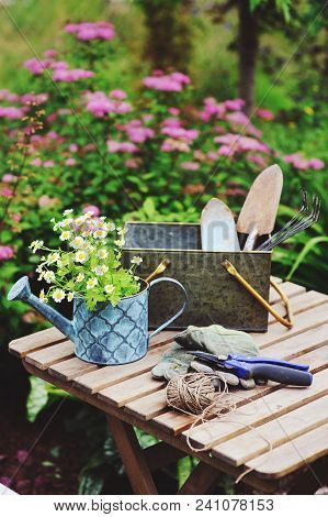 Garden Work Still Life In Summer. Camomile Flowers, Gloves And Toold On Wooden Table Outdoor In Sunn