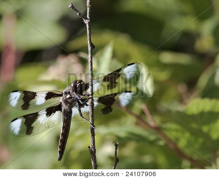 Makro Dragonfly
