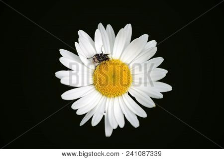 The Close-up And Top View On The White Blossom Of A Daisy With A Valgus Hemipterus Beetle At The Pol