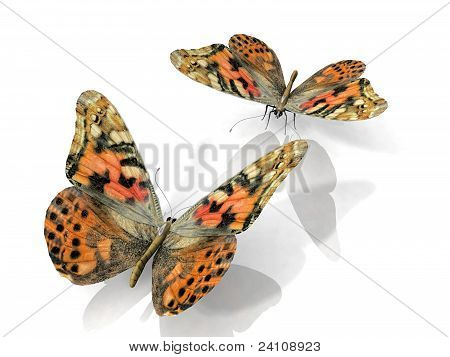 a butterflys