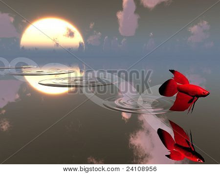 pesce rosso