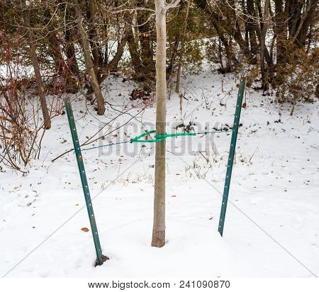 Small Deciduous Tree Held Straight By Two Metal Rods And Cables In Winter.