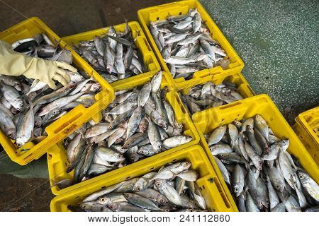 Fishes In Tac Cau Fishing Port, Me Kong Delta Province Of Kien Giang, South Of Vietnam