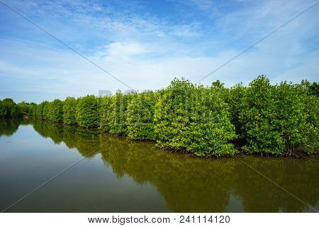 Mangrove Forest In Ca Mau Province, Mekong Delta, South Of Vietnam