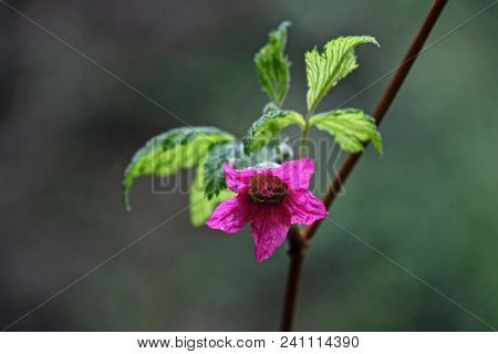 Salmonberry Blossom. Pink Flower And Fresh Green Leaves Of Salmonberry Shrub In Spring. Capilano Can