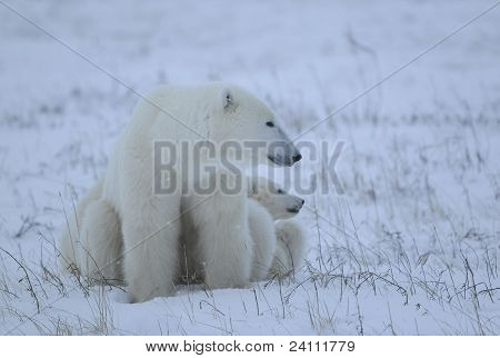 Polar Bärin mit jungen.