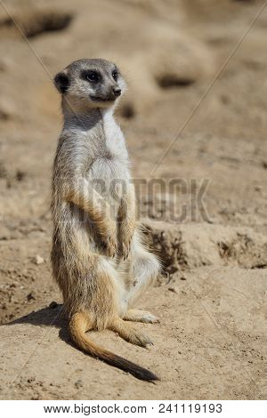 Suricata Standing On A Guard. Curious Meerkat (suricata Suricatta).