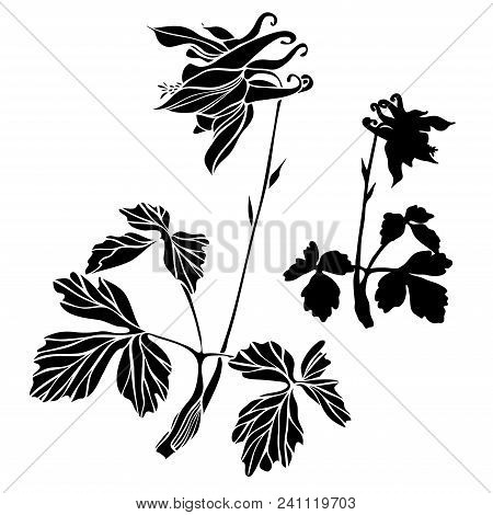 Beautiful Botanical Vector With Flowers Watershed. Black Silhouettes On White Background.