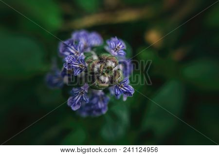 Bugleherb (ajuga Reptans) - A Flourishing Plant In The Forest