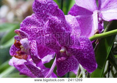 Vanda orchidea