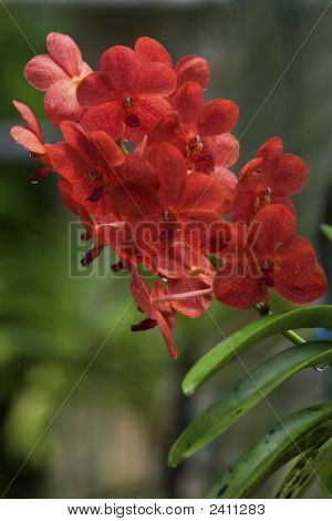 Vanda orchidea