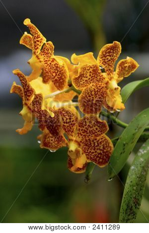 Vanda orchidea