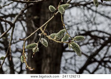 Close Up And Selective Focus Of Branch Willow Or Salix Caprea With Buds Blossoming In Early Spring, 