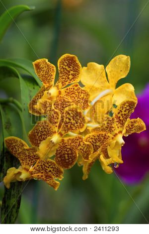 Vanda orchidea