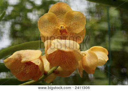 Vanda orchidea
