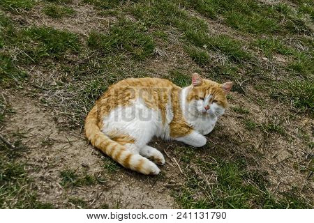 Beautiful Funny  Variegated In Yellow And White Kitten Drowse On Sunny Green Glade, Sofia, Bulgaria