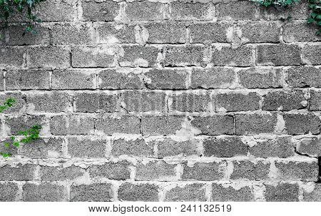Green Ivy Plant Climb On Old White, Big Brick Wall Background