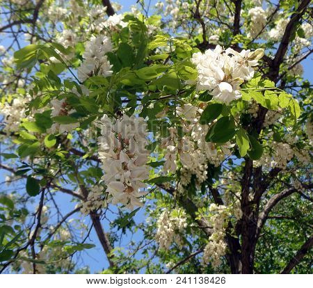 Spring Tree With White Blossom And A Blue Sky