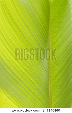 Ensete Lasiocarpum Close Up, Front Side Of Leaf.