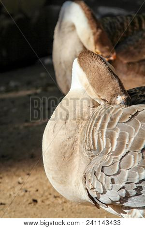 This Is A Magelan In The Sun