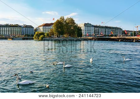 Geneva, Switzerland - August 30, 2016: White Swans At Geneva Lake In Summer, Geneva, Switzerland. Be
