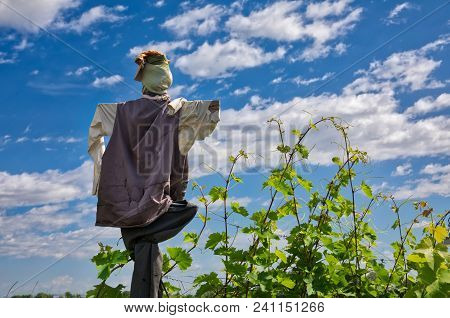 Scarecrow That Protects A Vineyard Field