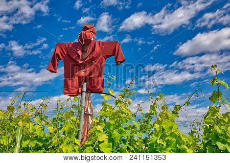 Scarecrow That Protects A Vineyard Field
