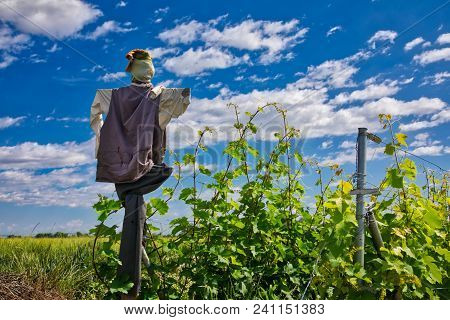 Scarecrow That Protects A Vineyard Field