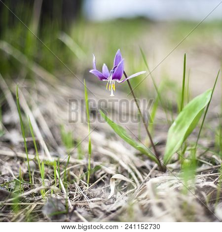 The First Spring Flowers Erythronium (dens Canis, Kandyk). Purple Fragrant Flowers, Green Grass. Gen