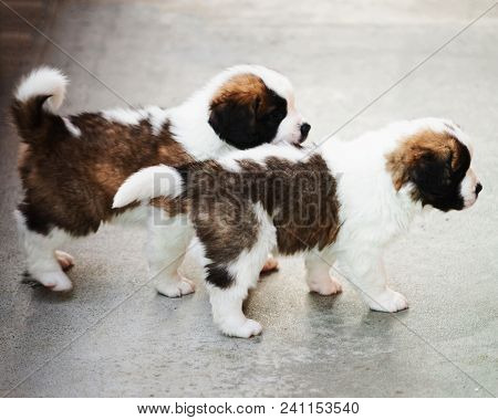 Saint Bernard Puppies Playing At Breeding Kennel At Martigny, Near The Great St. Bernard Pass In The