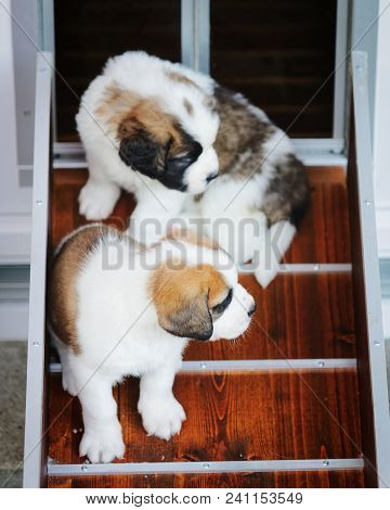 Saint Bernard Puppies Playing In Breeding Kennel At Martigny, Near The Great St. Bernard Pass In The