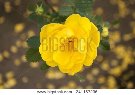 Close Up Beautiful Yellow Rose With Petals As A Background.