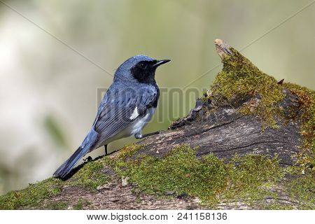 Male Black-throated Blue Warbler (setophaga Caerulescens) Perched On A Mossy Log - Lambton Shores, O